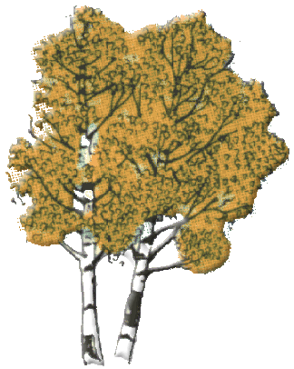 birch tree