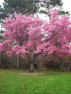 sakura